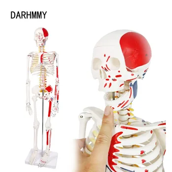 DARHMMY Модель человеческого скелета Горячая распродажа 1/2 в натуральную величину 85 см Рисунок половины мышц Медицинская наука Анатомия