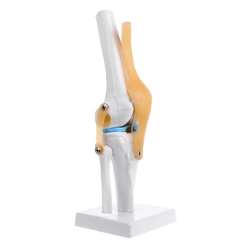 Анатомическая модель гибкого скелета коленного сустава человека Анатомия медицинского учебного пособия
