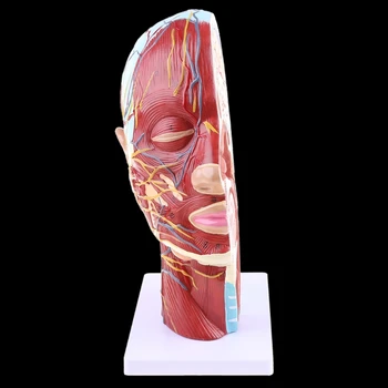 Анатомическая половина головы, Анатомия лица, модель исследования срединного сечения головного мозга, шеи, нерва, кровеносного сосуда для обучения, прямая поставка.