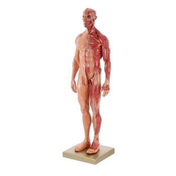 Инструменты из смолы, обучающая модель врача, мышцы человеческого тела, обучающая мини-структура, анатомическая компьютерная живопись, скульптура