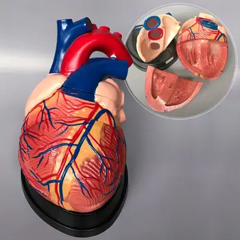 Медицинская модель сердца с артериовенозной анатомией вен человеческого сердца в 4 раза в натуральную величину