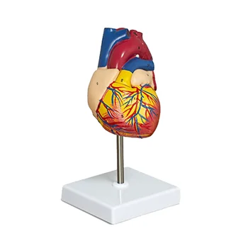 Модель сердца, роскошная анатомическая модель человеческого сердца в натуральную величину из 2 частей с 34 анатомическими структурами, анатомическое сердце