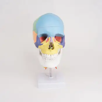 Цветной ПВХ в натуральную величину, Функциональный Человеческий череп, шейные позвонки с нервами, Анатомические дидактические модели, натуральные